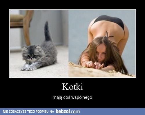 Seksowne kotki