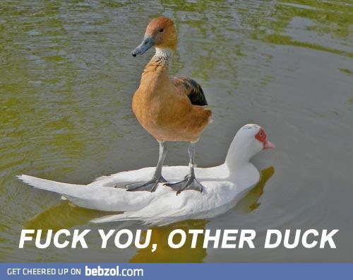 Bourgeois duck stays afloat