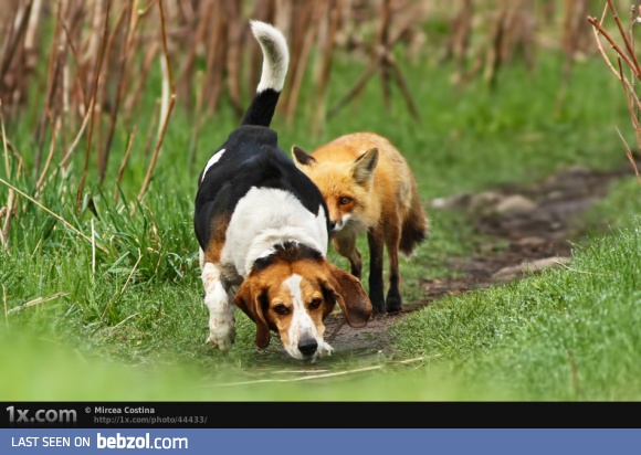 World's worst hunting dog