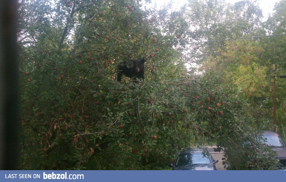Just a Bear in the apple tree in my yard.