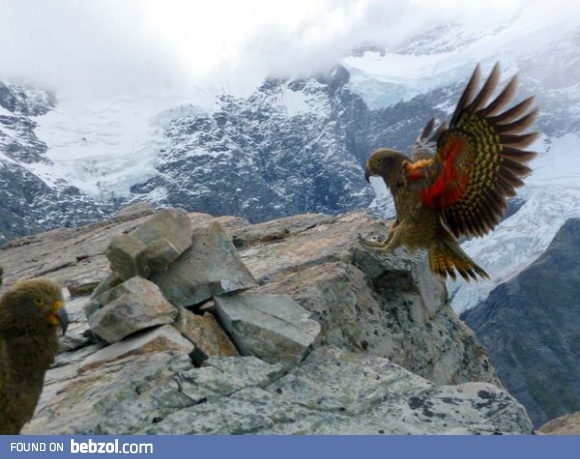 New Zealand's Mountain Parrot