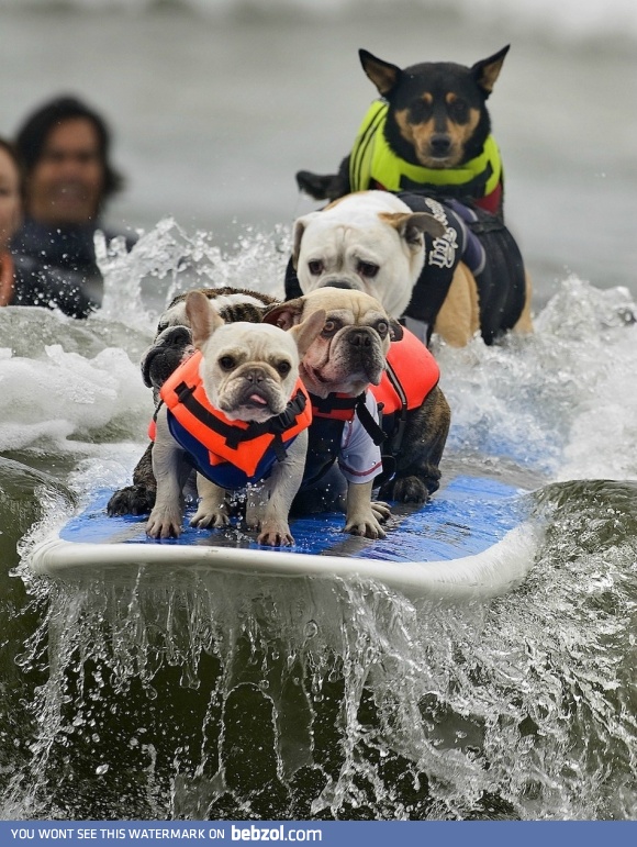 The Best Picture From The 2011 Surfing Dog Competition