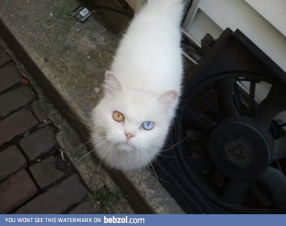 She followed me for blocks, thought her eyes were gorgeous...