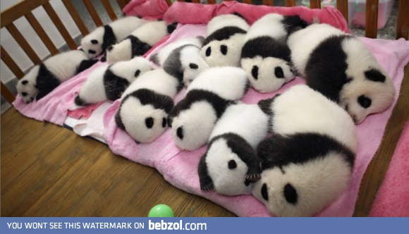 Just a dozen baby pandas
