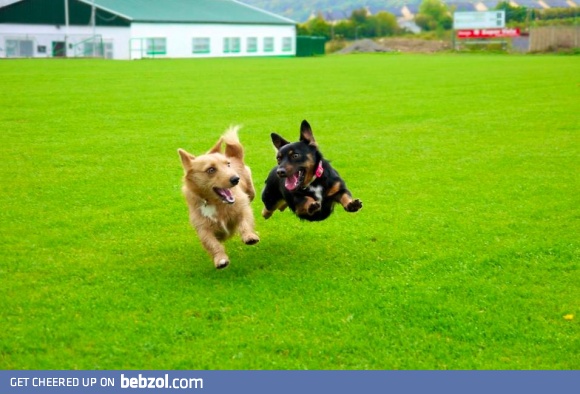 Just two of the happiest dogs ever
