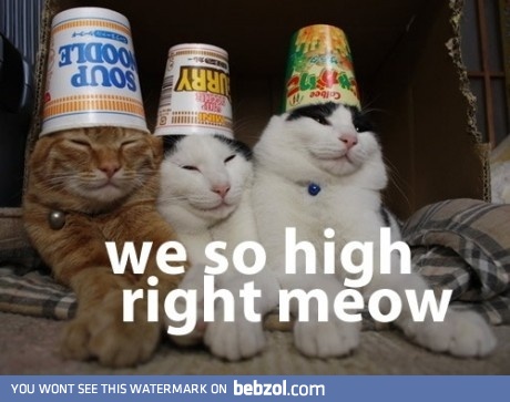 Cats are high!