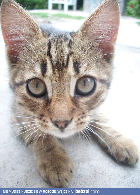 Kociak ma na ciebie oko!