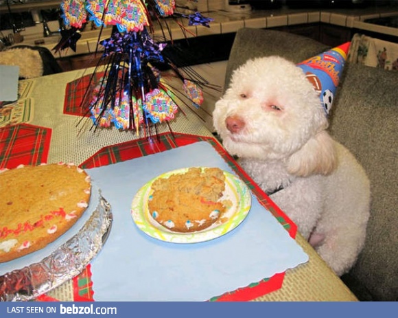 Dog's birthday