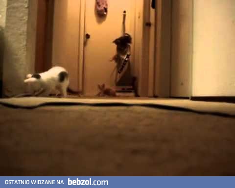 Ile kotów potrzeba do włączenia odkurzacza?