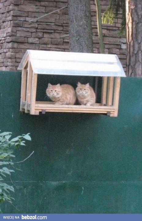 Karmnik dla kotów?