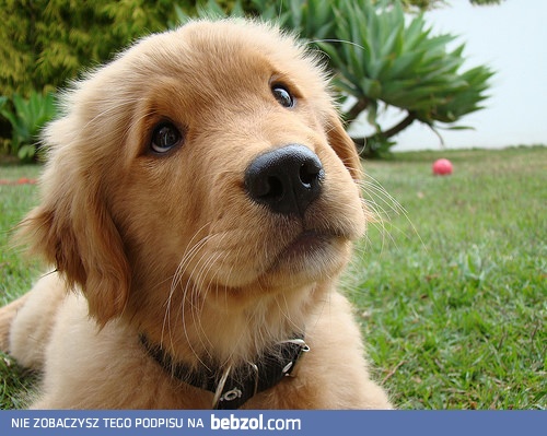 Słodziak z miną niewiniątka