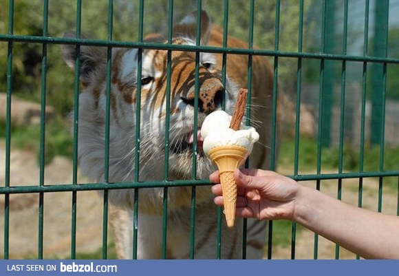 Everybody loves ice-cream!