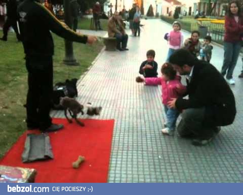 Pies marionetka - jak żywy!