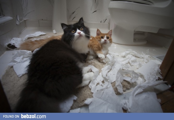 I got home early today and for the first time, I caught them in the act