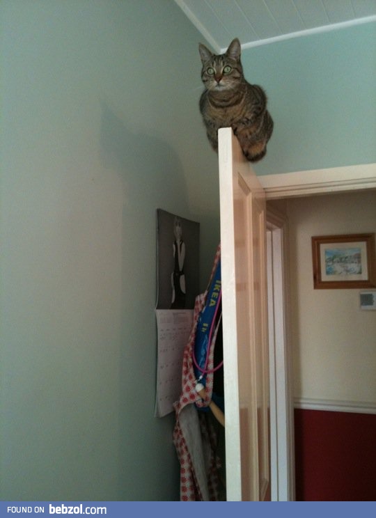 ...This is also how I found my cat after a day at work