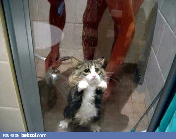 That is the saddest looking cat I've ever seen.