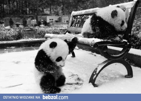 Zima i pandy - świetne połączenie