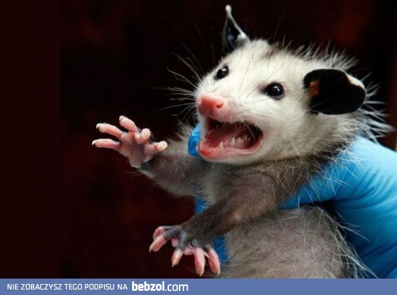 Nie chcę być królikiem doświadczalnym!