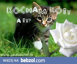 Kochane kociaki!