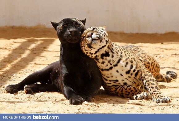 Bitches always wanna cuddle