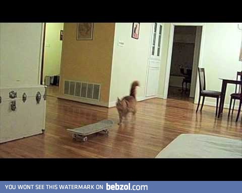 Skateboarding cat