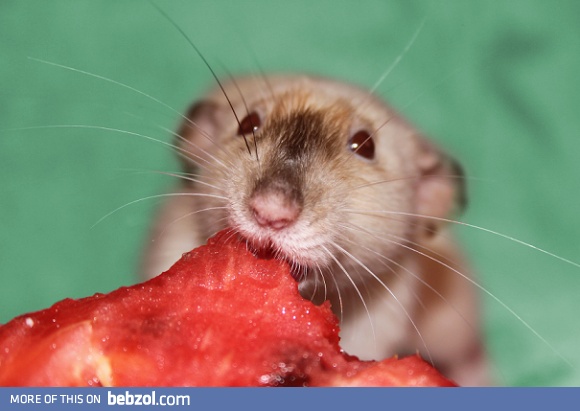 Sweet hamster