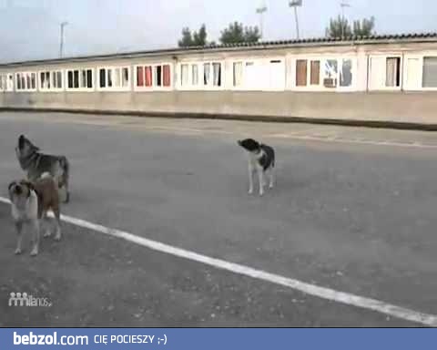 Rosyjskie psy śpiewają hymn narodowy