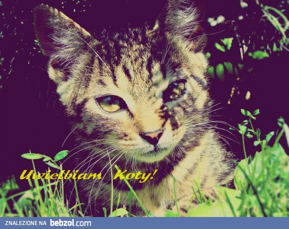 Koty są zajebiste!