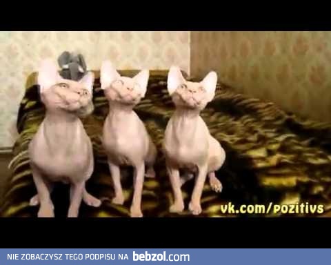 Trzy zsynchronizowane brzydale