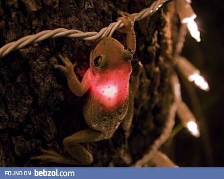 Tree frog bites the light