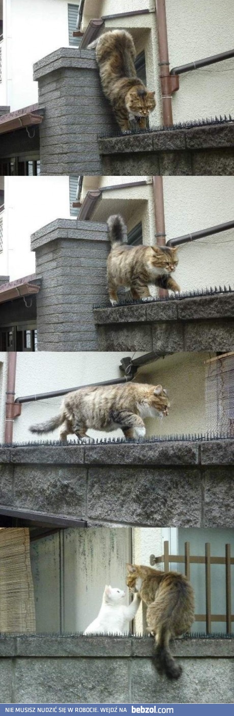 Czego się nie robi dla miłości...