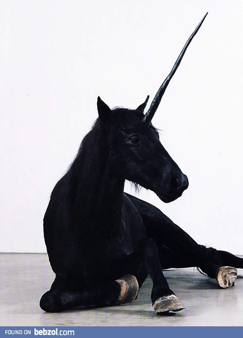 Unicorns - they exist!