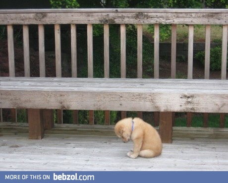Very sad puppy
