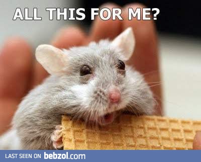 Happiest hamster ever