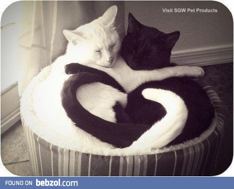 Cat love