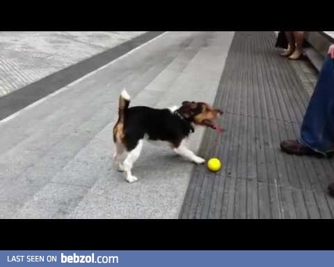 Dog's playing with himself