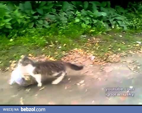 Kot z zakupami... Kradzionymi