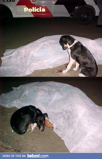 The best friend till the end