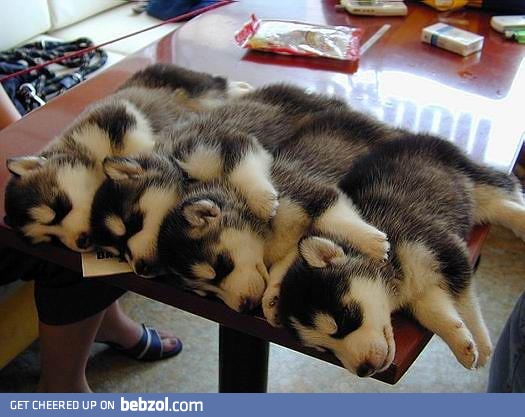 little huskies sleeping