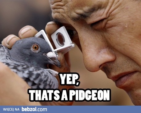 Tak... to naprawdę gołąb!