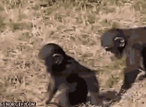 Szympans szympansowi szympansem
