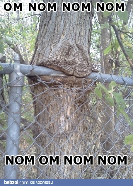 Pyszniaste OM OM OM