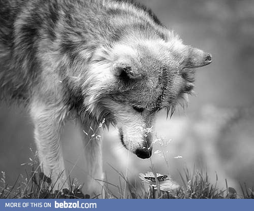 How sweet little butterfly!