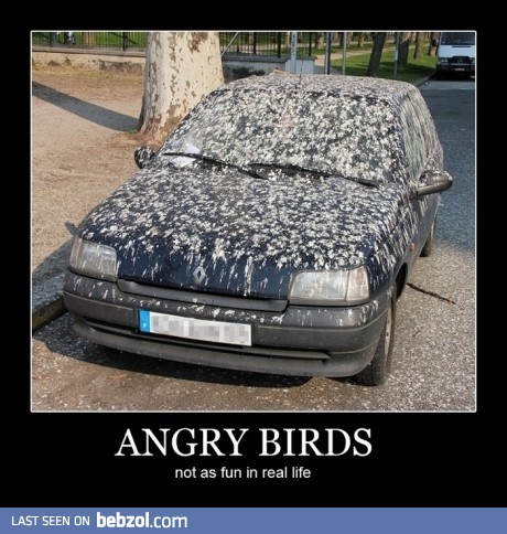 Angry birds - not that funny in real life...