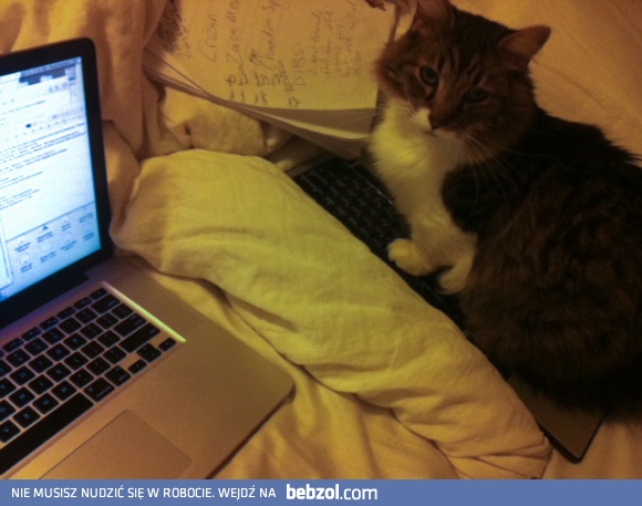 Czasem kot przebiegnie po klawiaturze