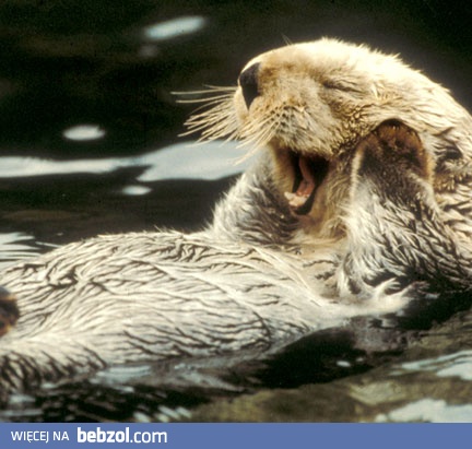 Nie mówcie do mnie, śpię!