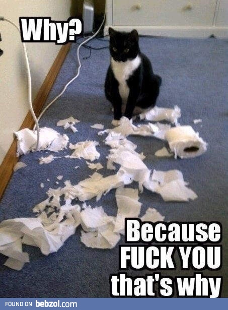 Cats don't need the reason