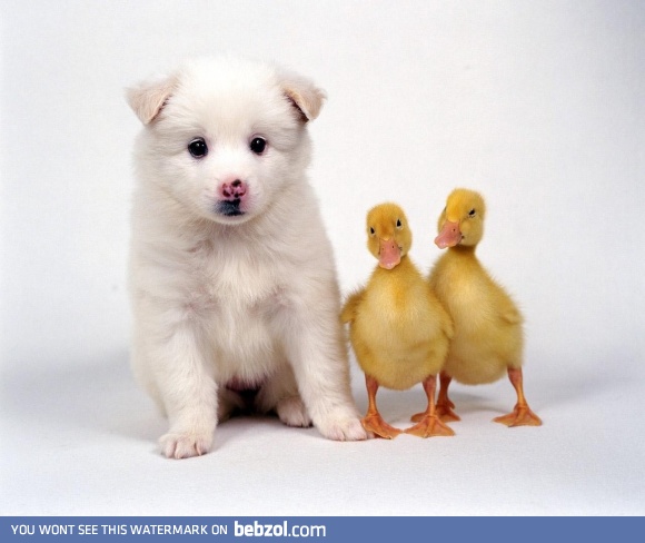 Dog and ducks - friendship