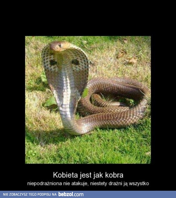 Kobieta jest jak kobra