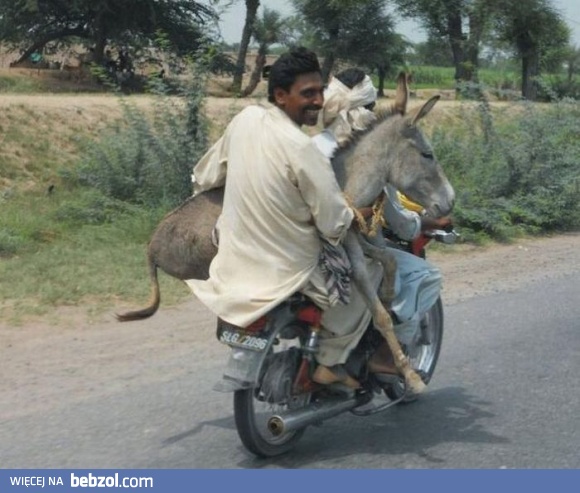 Transport zwierząt
